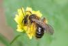 Andrena sp.